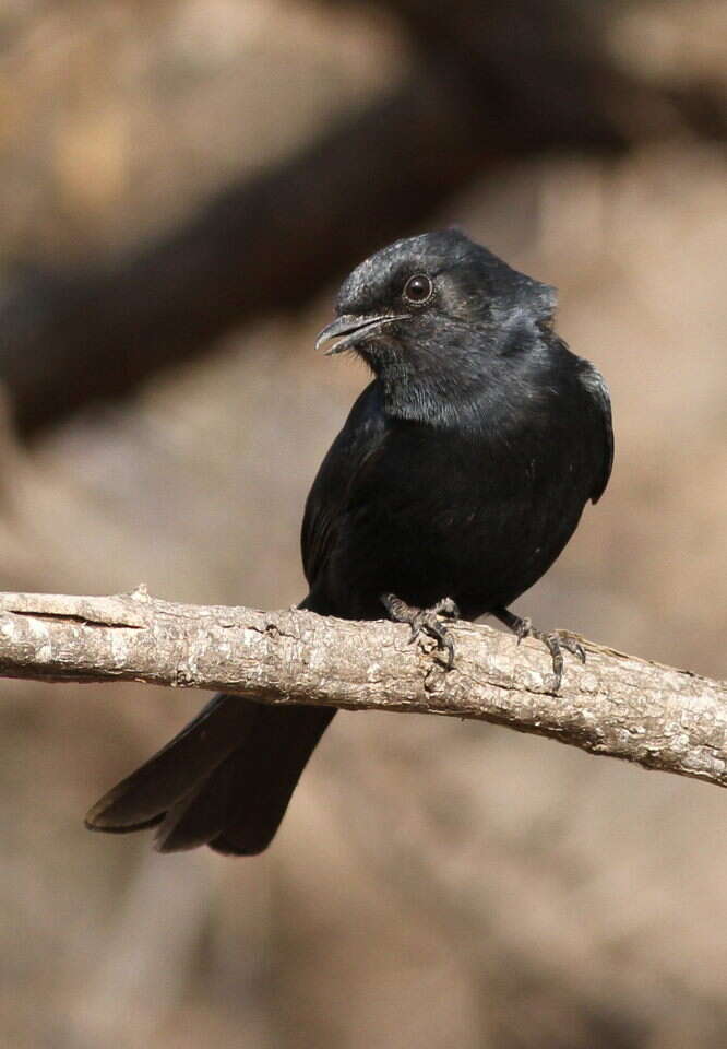 Melaenornis pammelaina (Stanley 1814) resmi