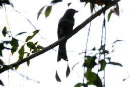 Image of Greater Racket-tailed Drongo