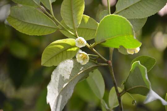 Image of <i>Cleyera theoides</i>