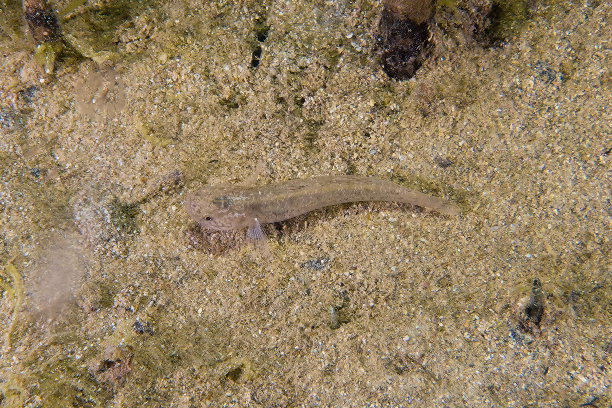 Image of Flat-backed goby