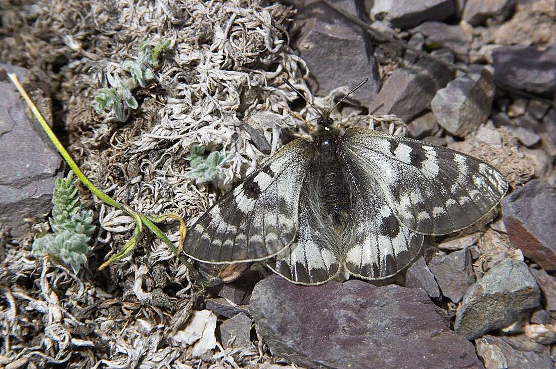 Слика од Parnassius patricius Niepelt 1911