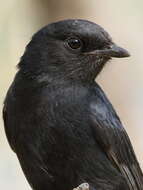 Image of Southern Black Flycatcher