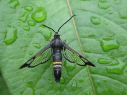 Image of cherry tree borer