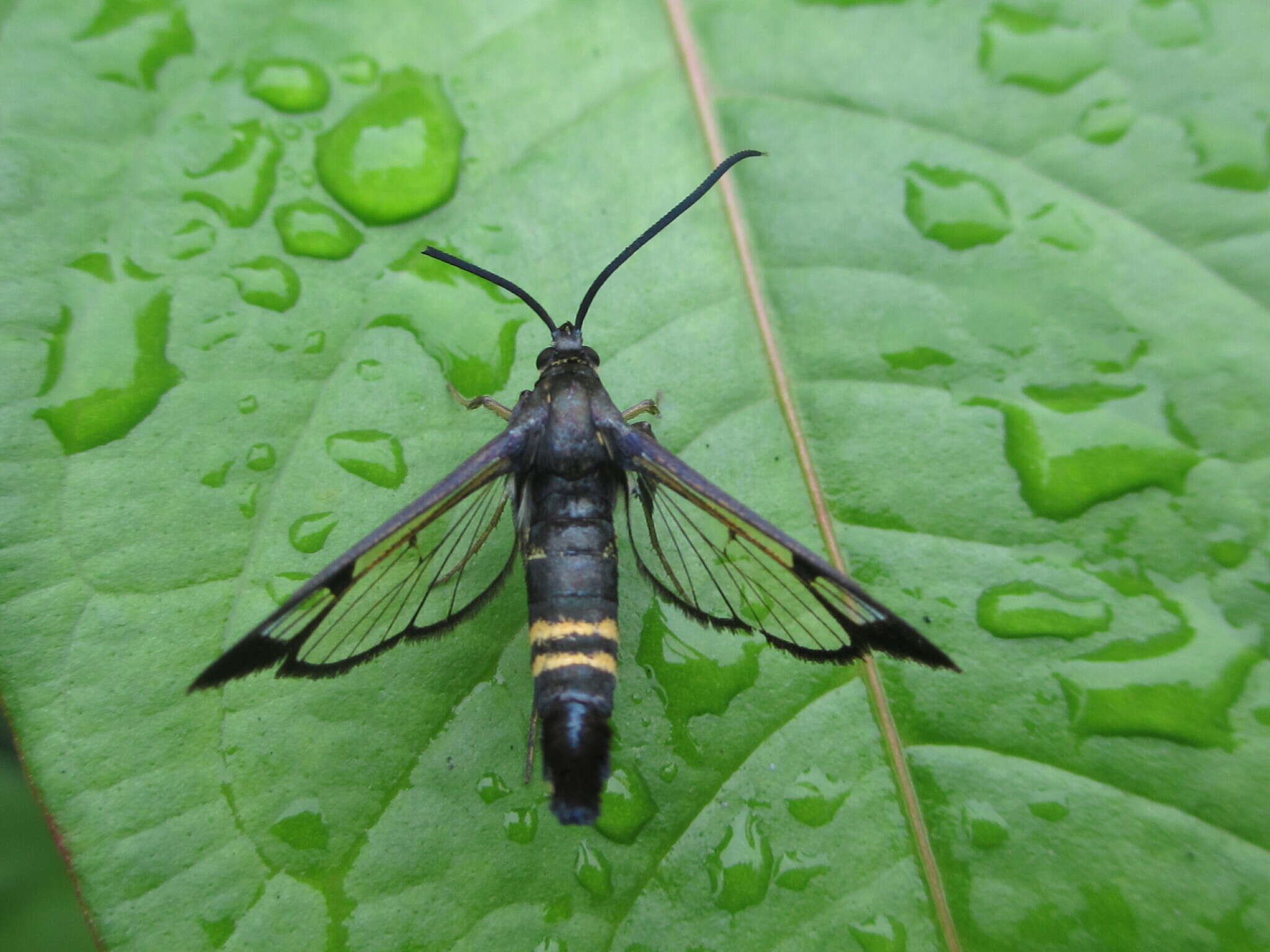 Image of cherry tree borer