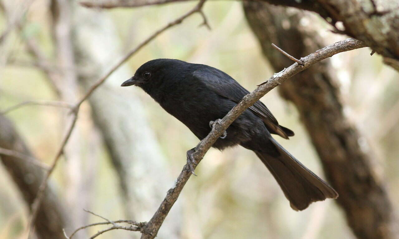 Melaenornis pammelaina (Stanley 1814) resmi