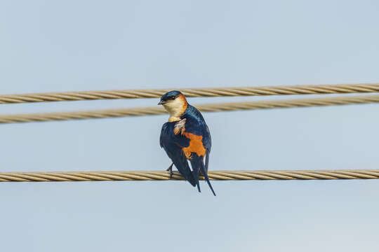 Image of Mosque Swallow