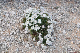 Image of Iberis procumbens subsp. microcarpa Franco & P. Silva