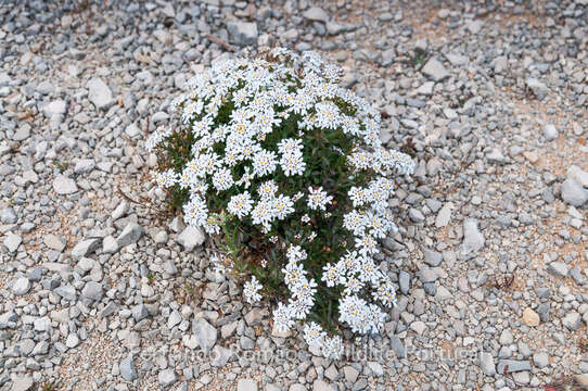 صورة Iberis procumbens subsp. microcarpa Franco & P. Silva