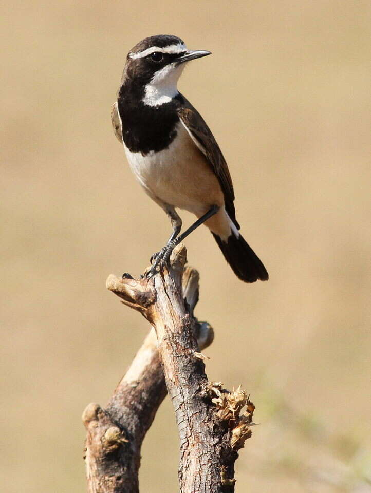 Image of Capped Wheatear