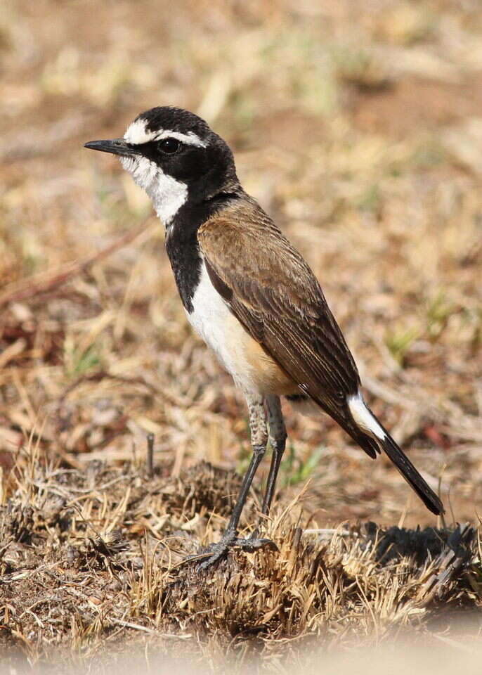 Image of Capped Wheatear