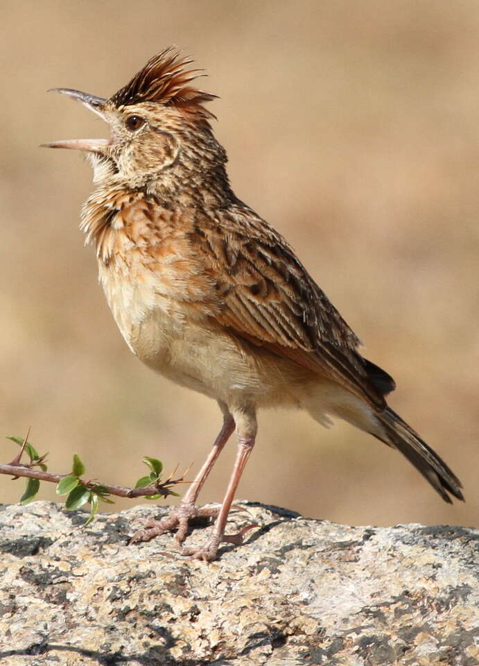 Image of Rufous-naped Lark