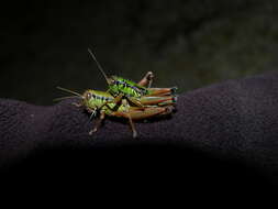 Pseudopodisma fieberi (Scudder & S. H. 1897) resmi