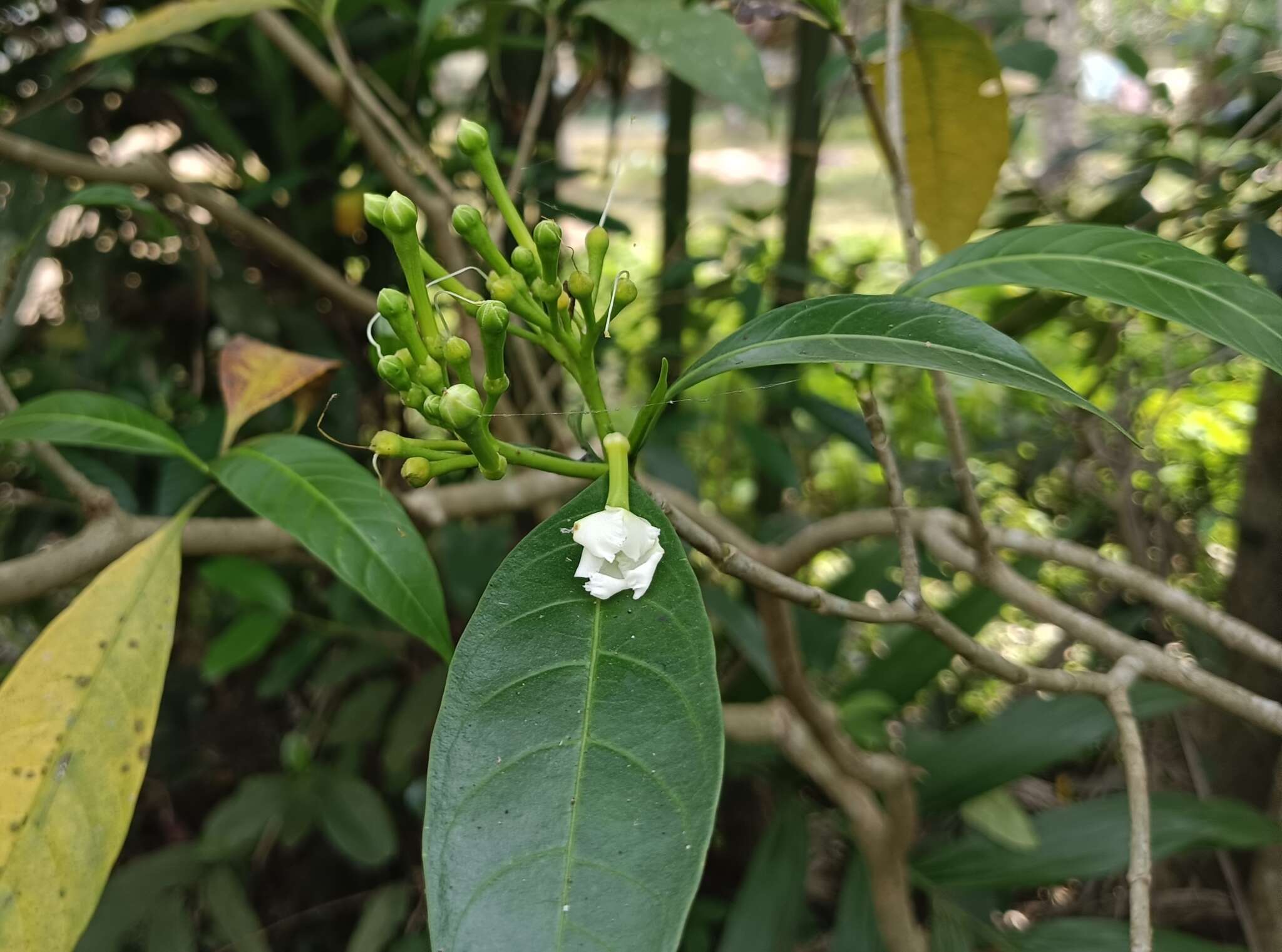 Sivun Tabernaemontana alternifolia L. kuva