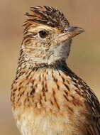 Image of Rufous-naped Lark