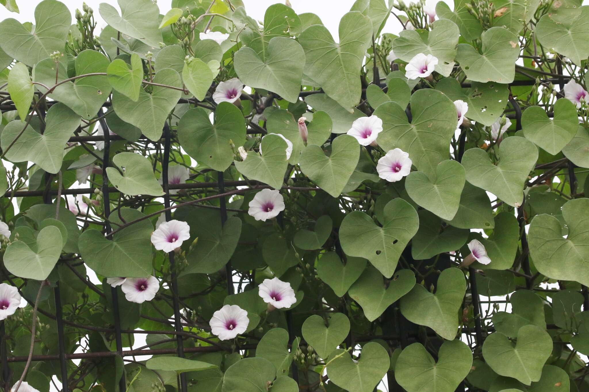 Image of Red-Center Morning-Glory