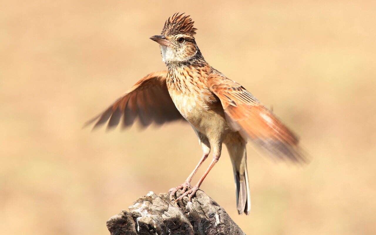 Image of Rufous-naped Lark