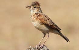 Image of Rufous-naped Lark