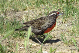 Image of Long-tailed Meadowlark