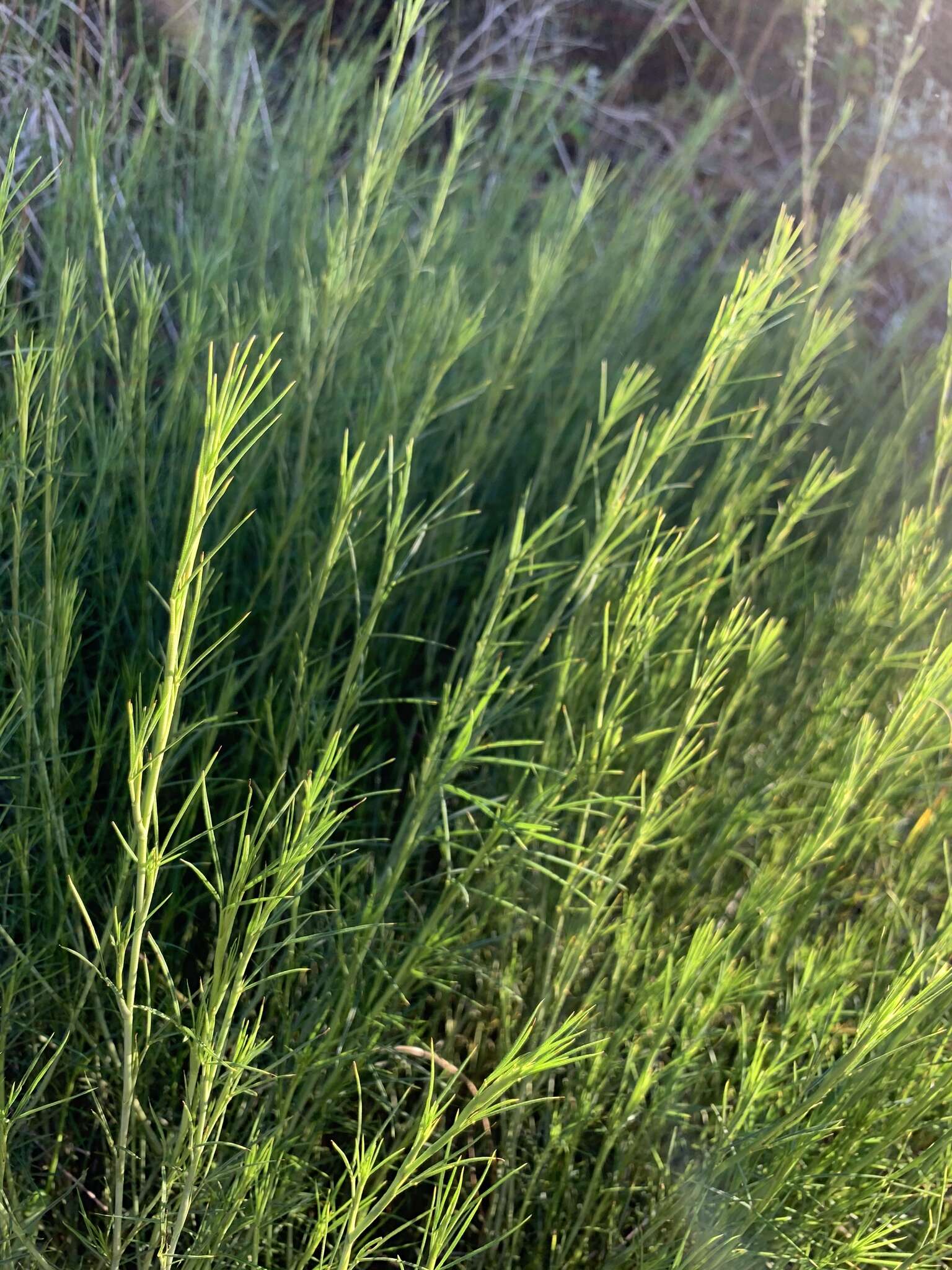 Image of Psoralea alata (Thunb.) T. M. Salter