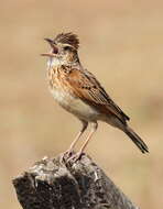 Image of Rufous-naped Lark