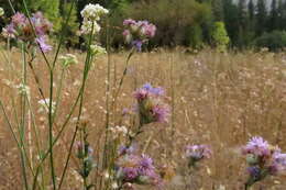 Plancia ëd Lessingia leptoclada A. Gray