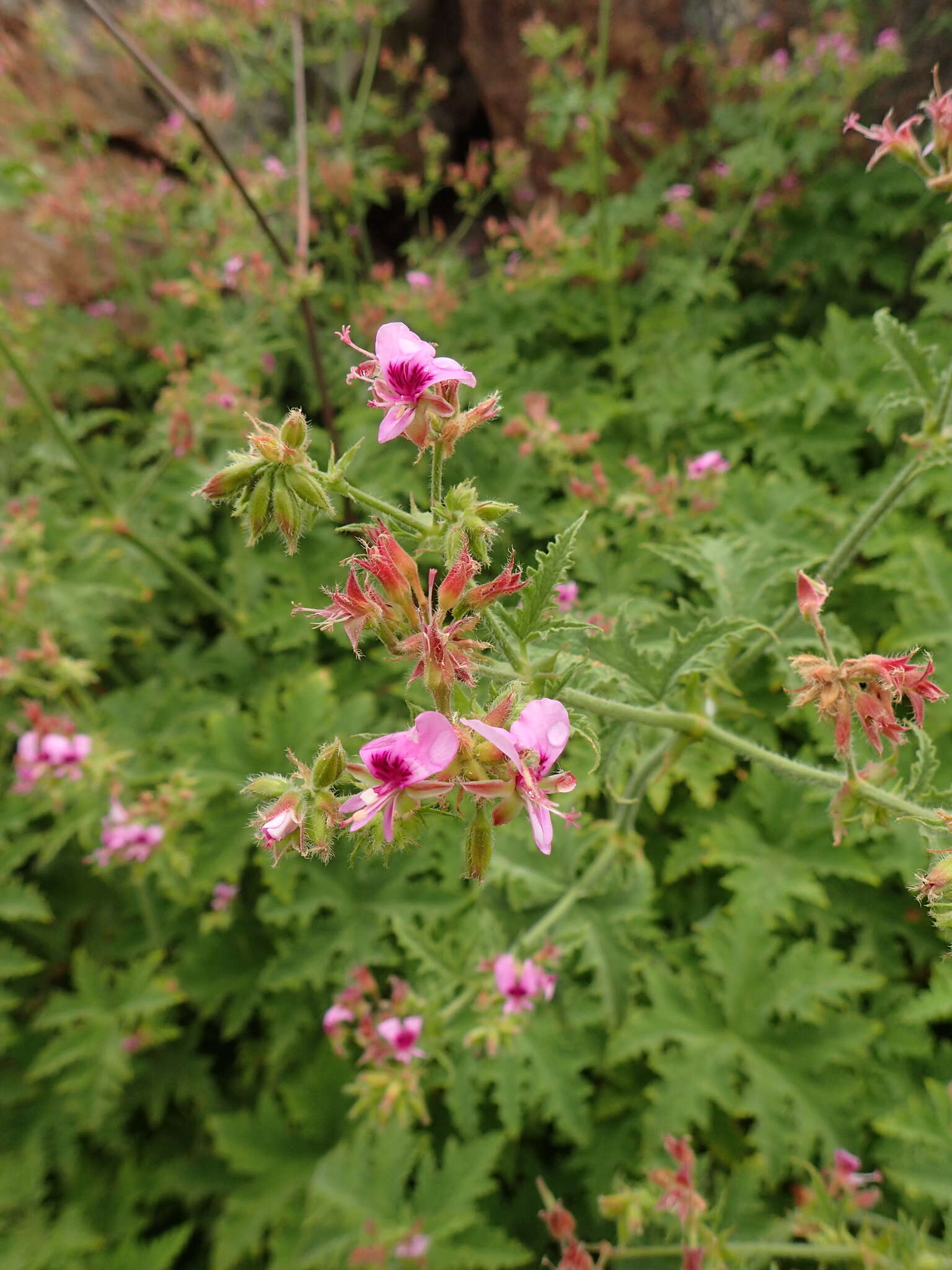 Image of Pelargonium hispidum (L. fil.) Willd.