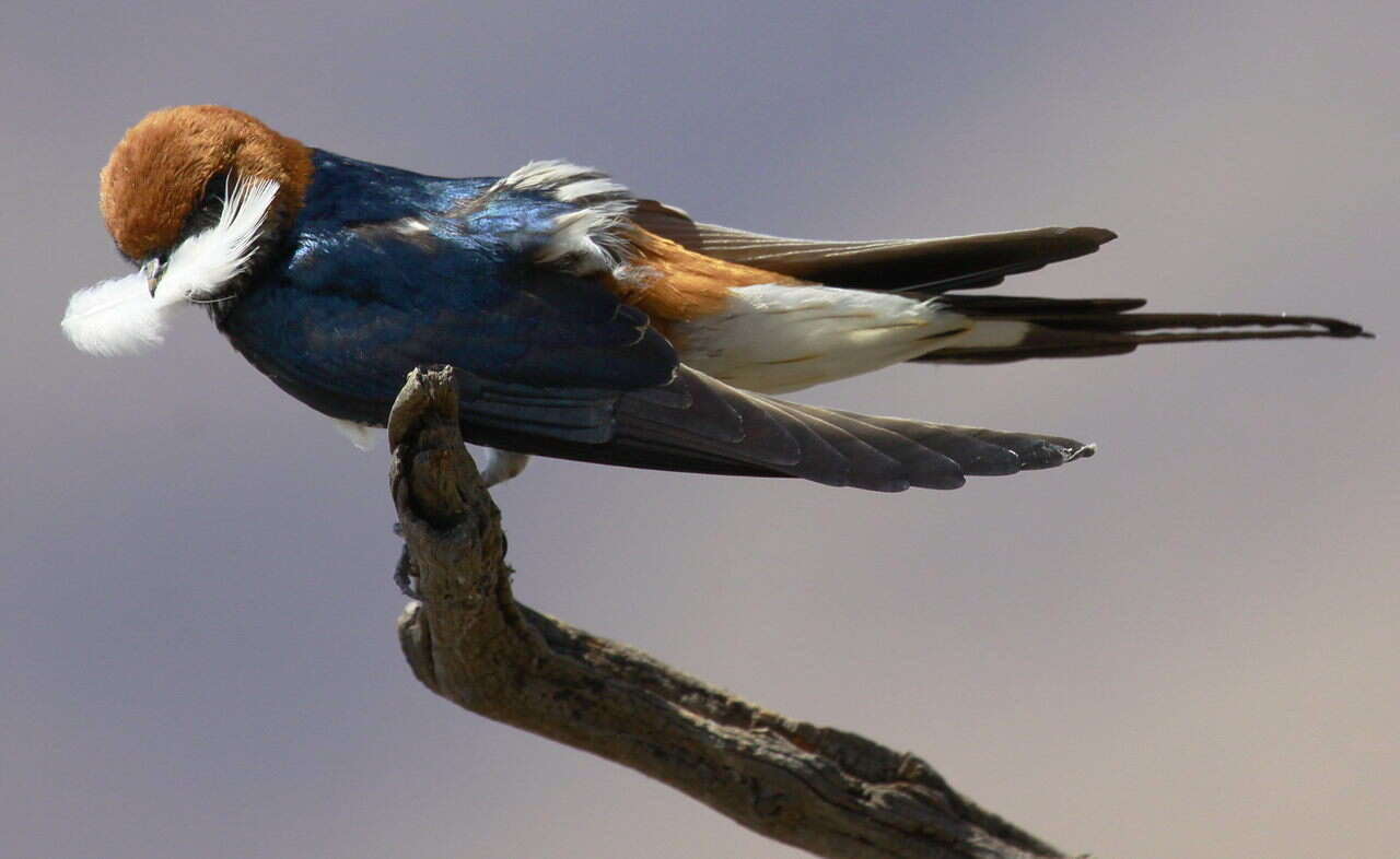 Cecropis abyssinica (Guérin-Méneville 1843) resmi