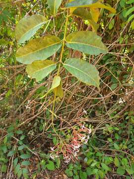 صورة Ixora platythyrsa Baker