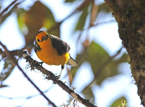 Myioborus ornatus chrysops (Salvin 1878) resmi