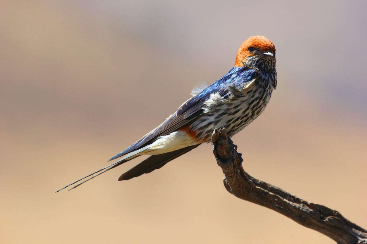 Cecropis abyssinica (Guérin-Méneville 1843) resmi