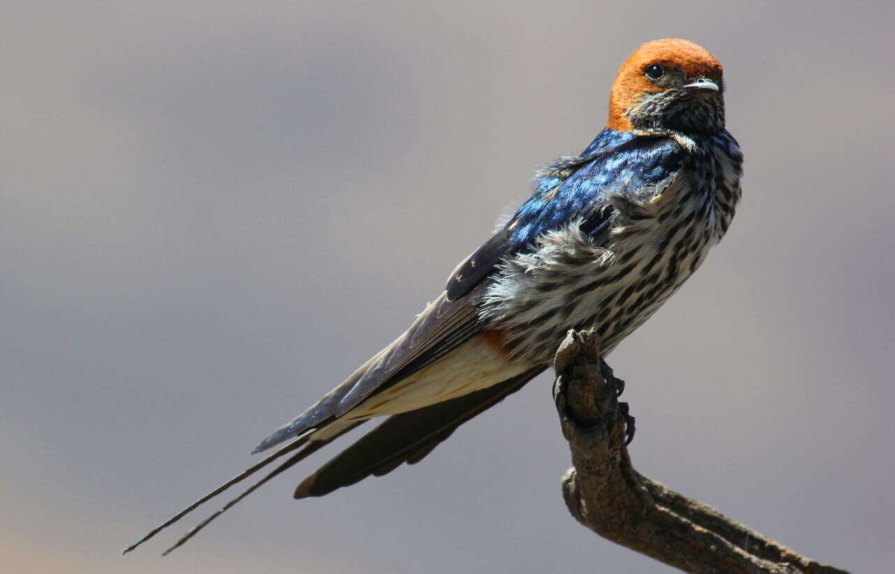 Cecropis abyssinica (Guérin-Méneville 1843) resmi