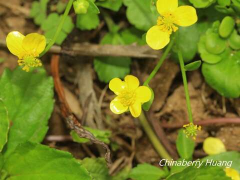 Ranunculus ternatus C. P. Thunberg ex A. Murray的圖片