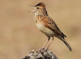 Image of Rufous-naped Lark