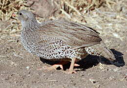 Image of Natal Francolin