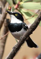 Image of Chinspot Batis