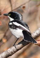 Image of Chinspot Batis