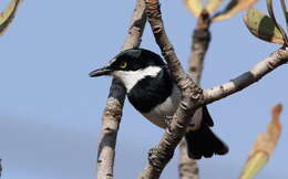 Image of Chinspot Batis