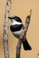 Image of Chinspot Batis