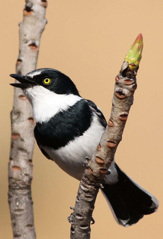 Image of Chinspot Batis