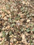 Image de Phacelia curvipes Torr. ex S. Wats.