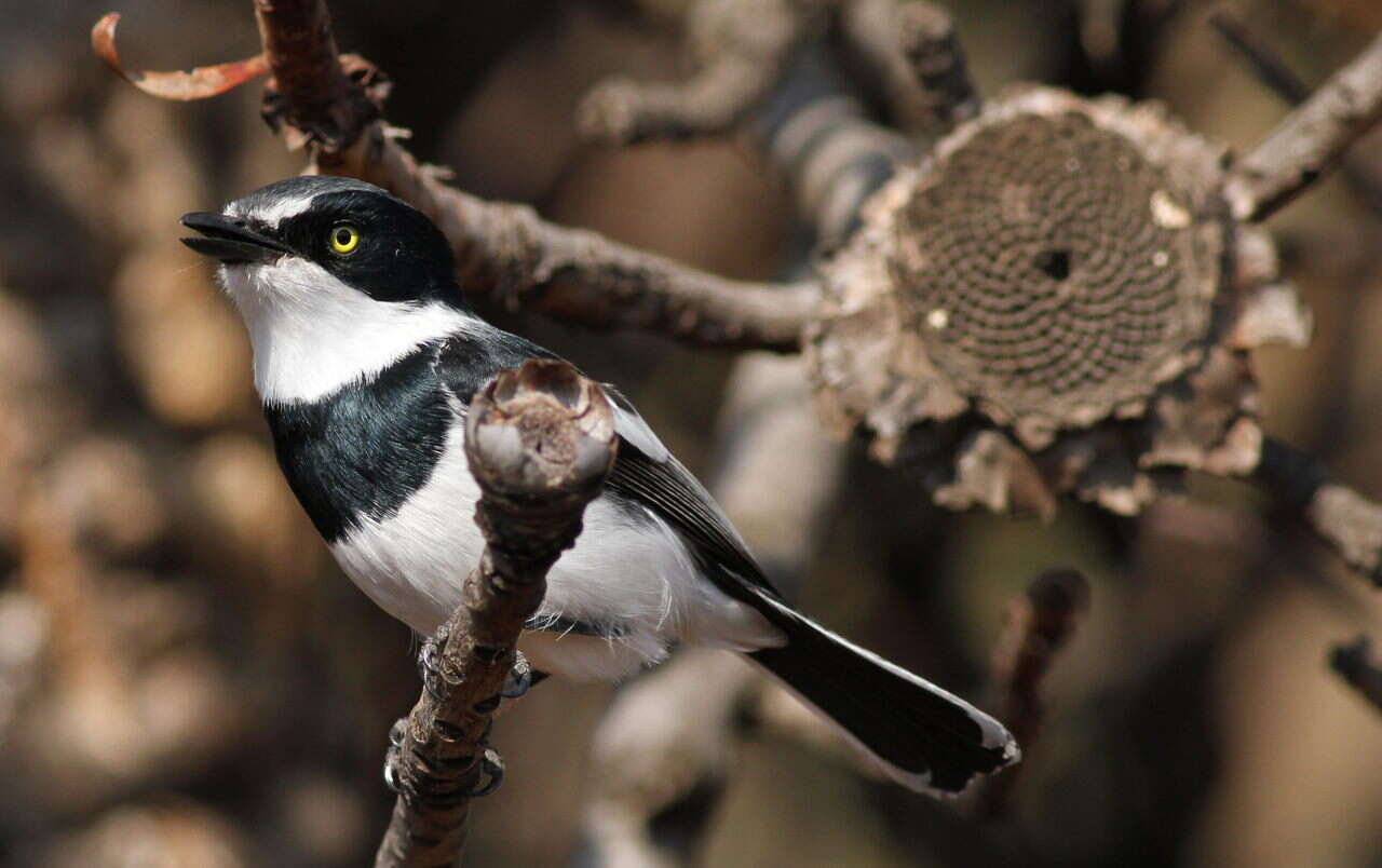 Image of Chinspot Batis