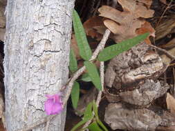 Image of Pinos Altos Mountain bean