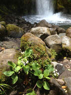 Imagem de Ourisia macrophylla subsp. macrophylla