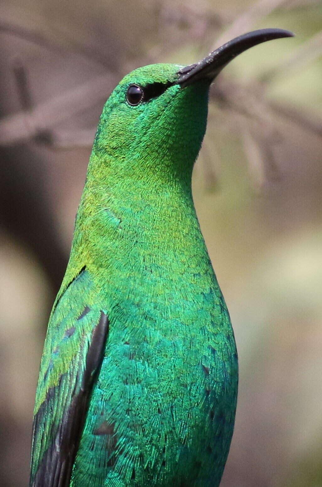 孔雀石色花蜜鳥的圖片