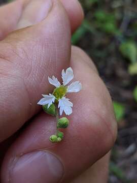 Image of Siskiyou Mountain woodland-star