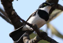 Image of Chinspot Batis