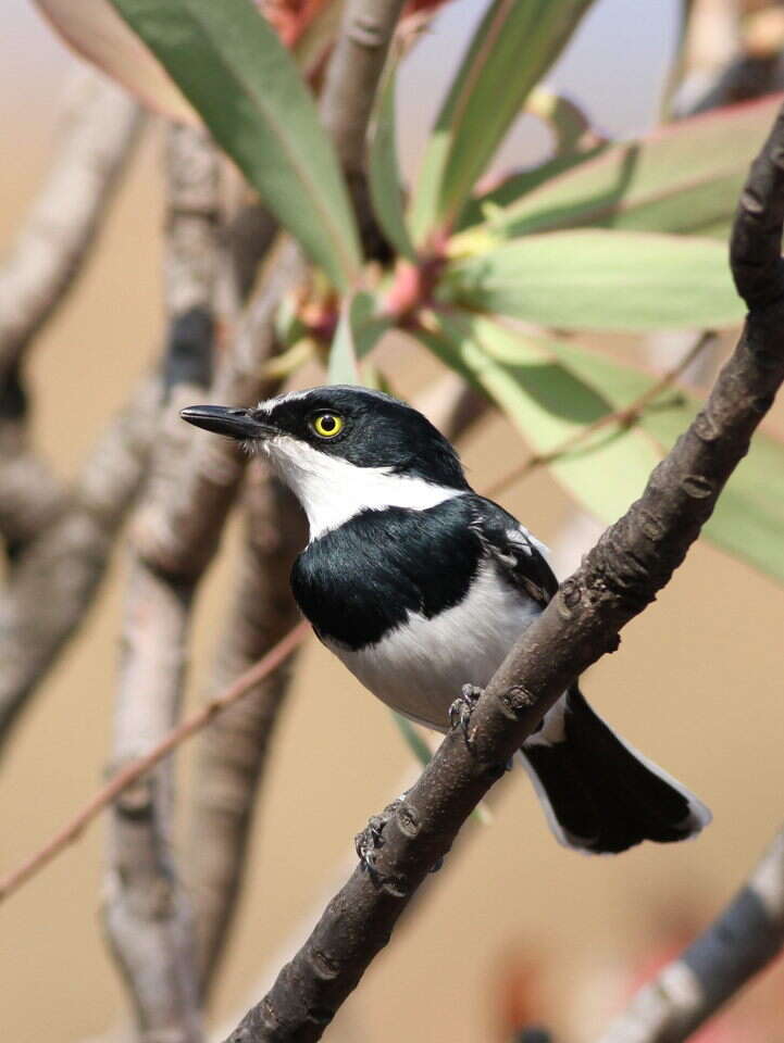 Image of Chinspot Batis