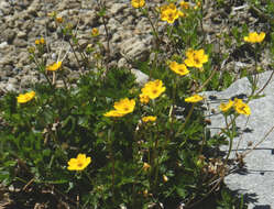 Image of high mountain cinquefoil