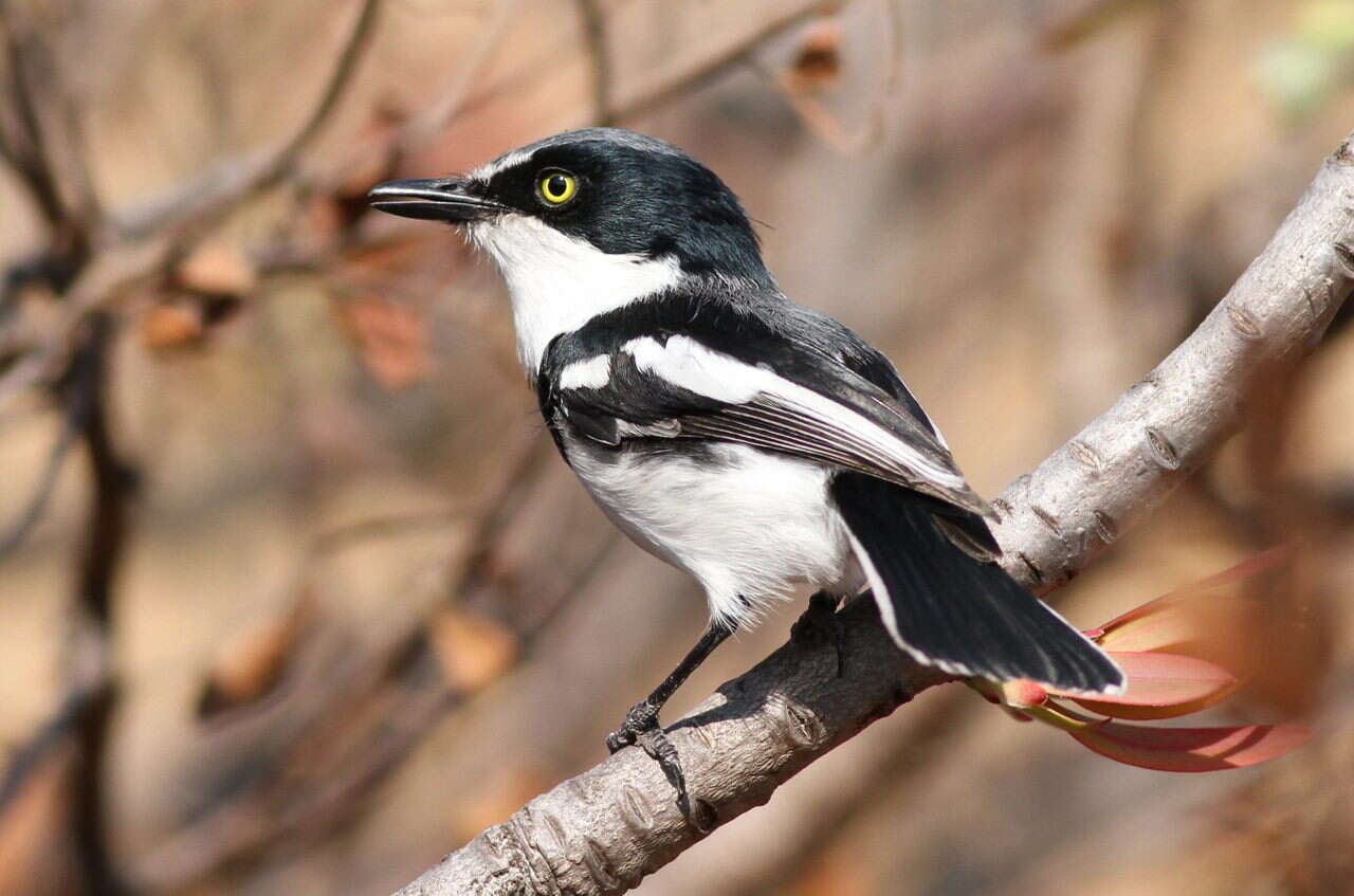 Image of Chinspot Batis