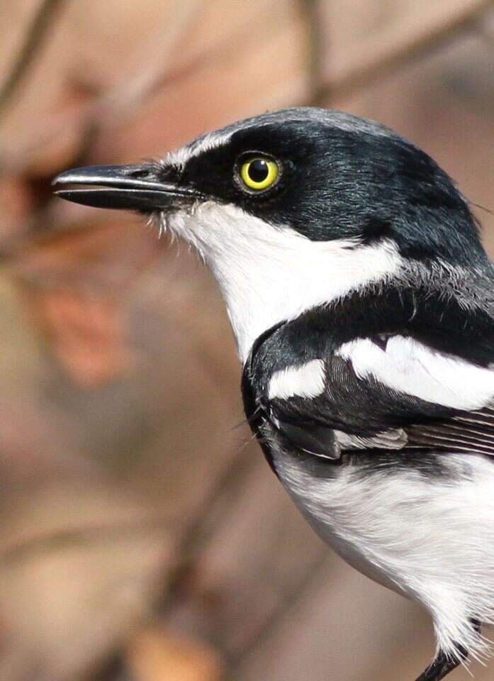 Image of Chinspot Batis